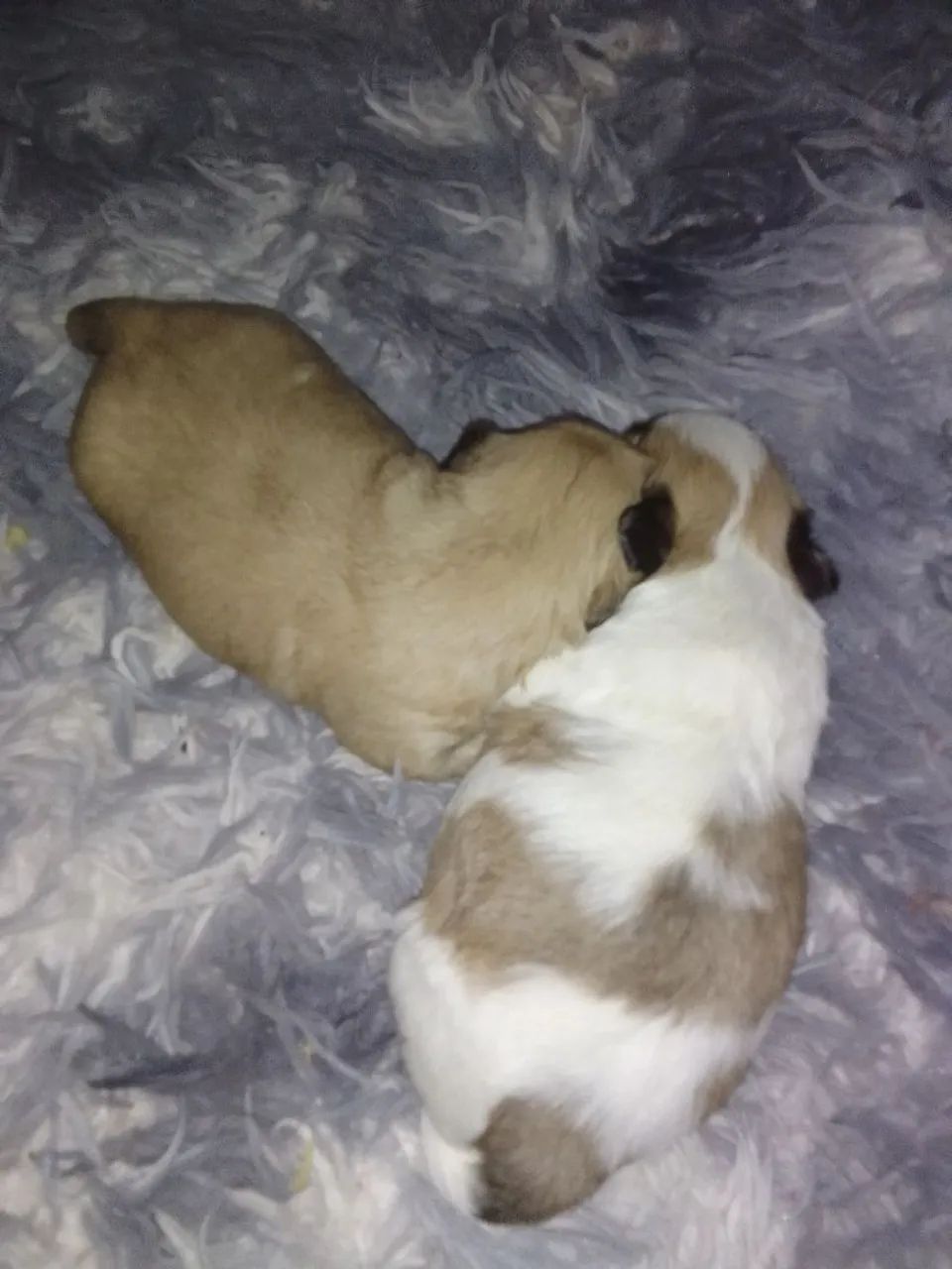 Shih tzu  - Foto 3