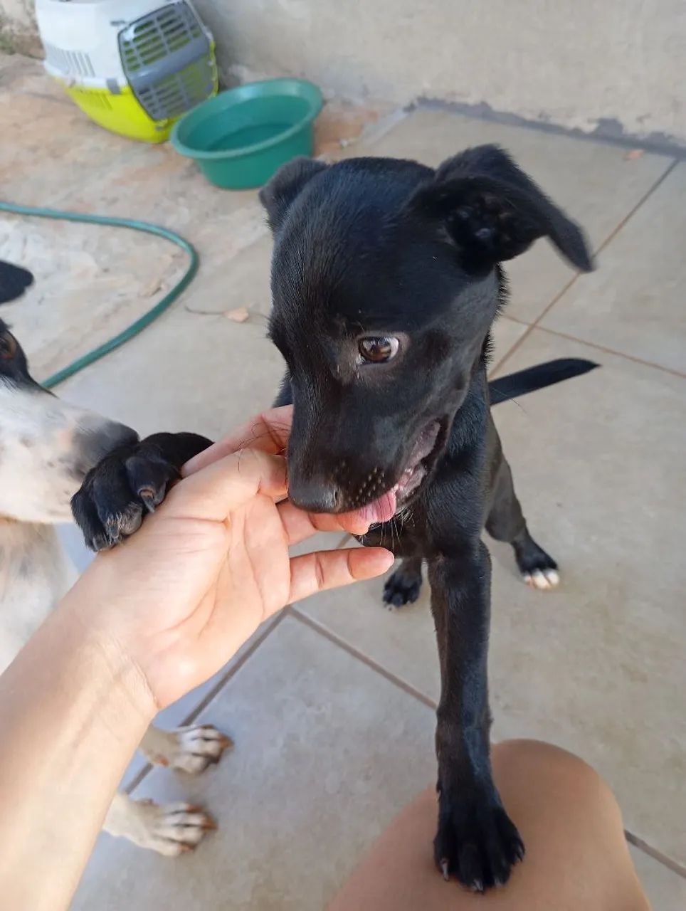 Doação da pipoca - Foto 2