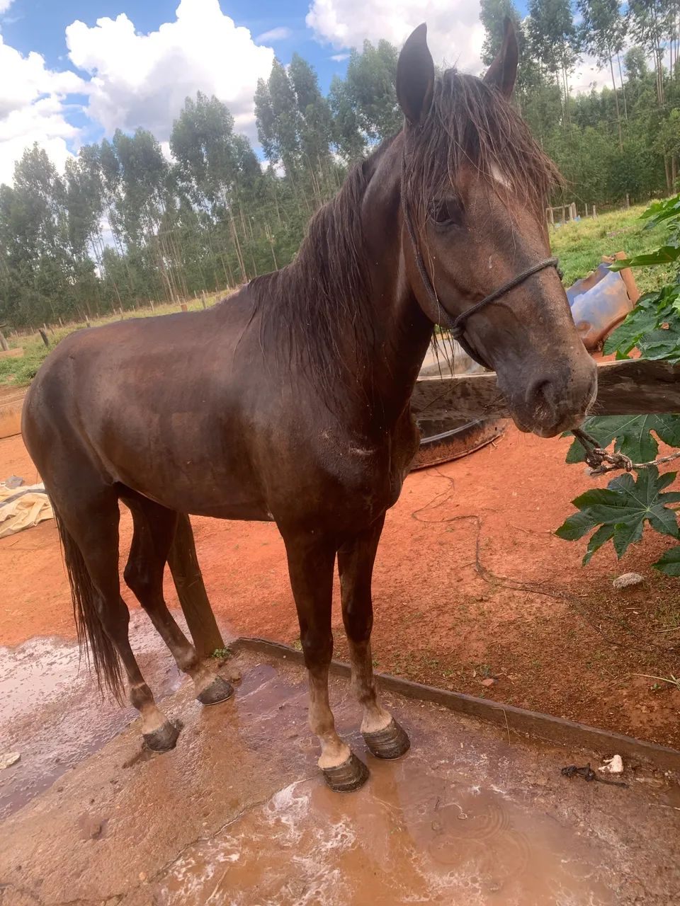 VENDO CAVALO! - Foto 2