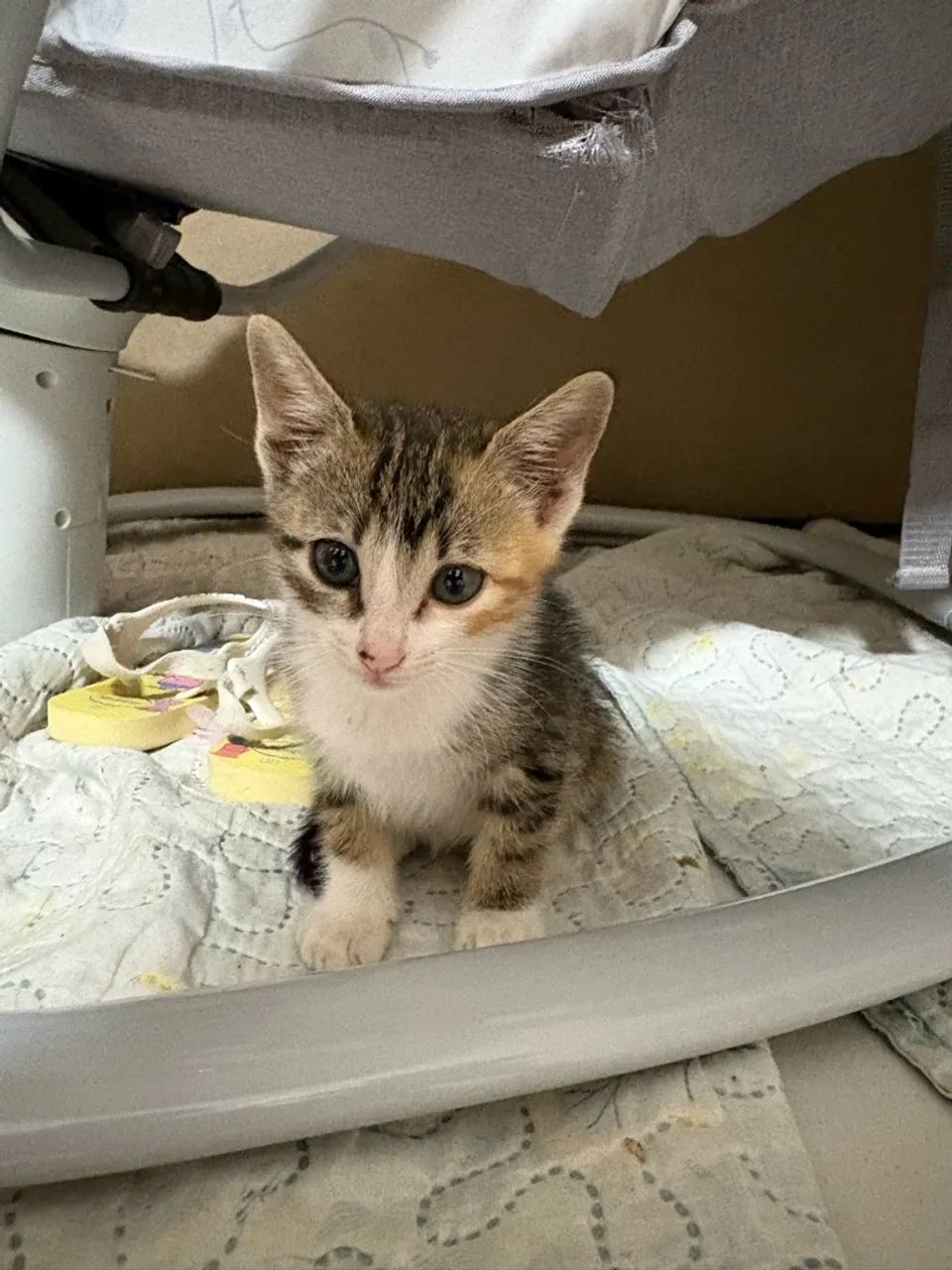 Adoção de gato - Foto 2
