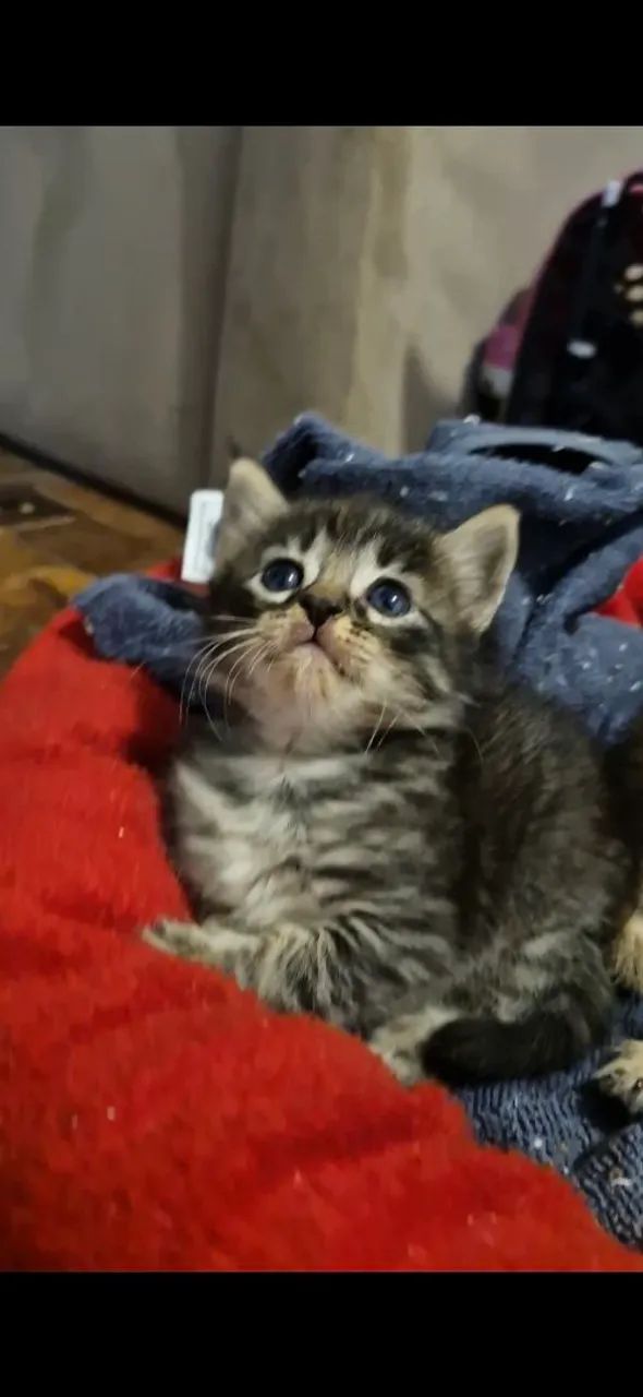 Gata p doação 