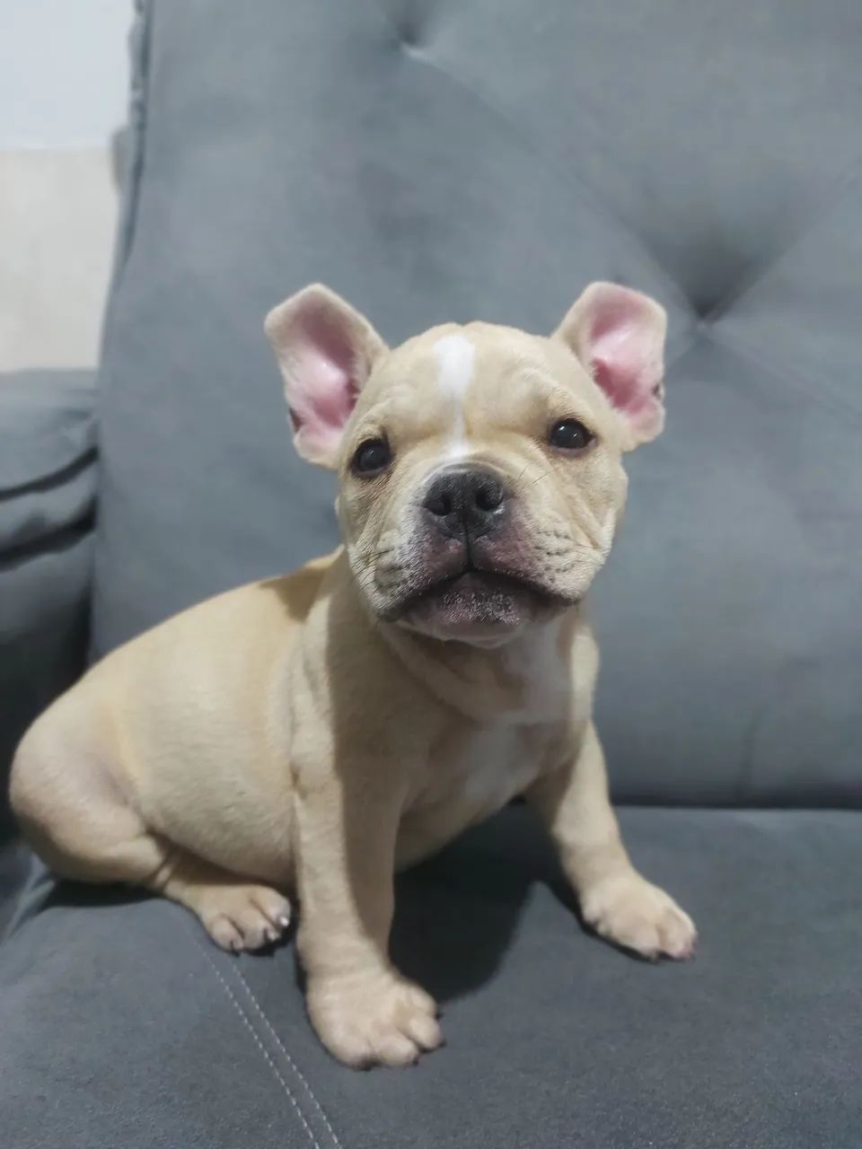 American bully micro  - Foto 2