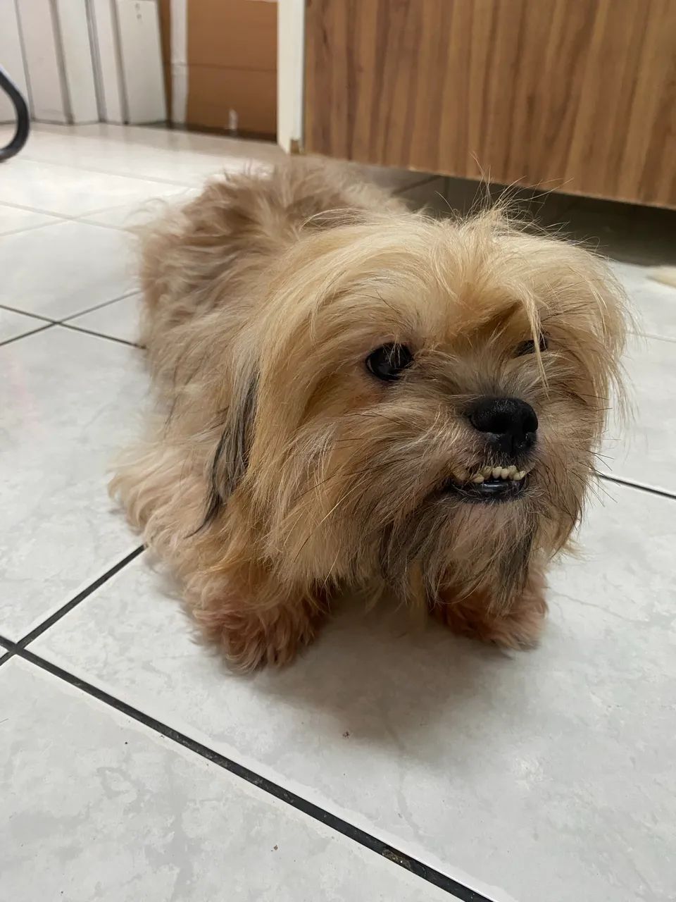 Cachorro  - Foto 3