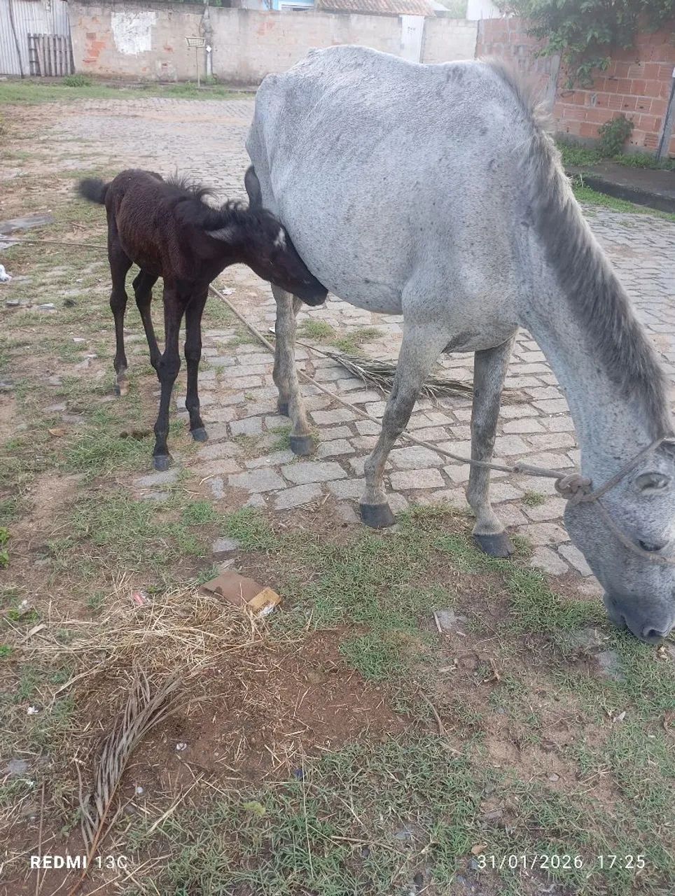 Égua PIQUEIRA com potro