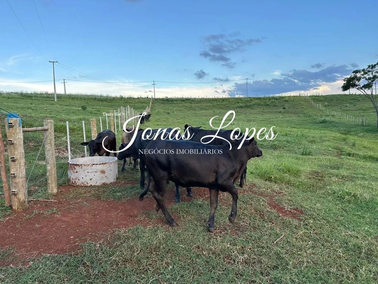 Chácara  29.254 Com 2 Casas - Barracão  Mandaguari-PR - Foto 4