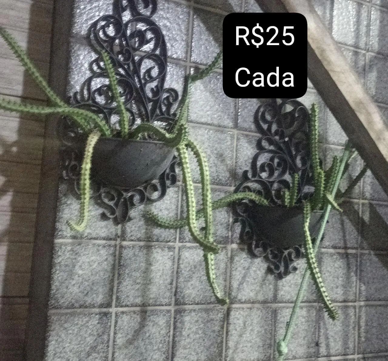 Plantas  - Foto 4