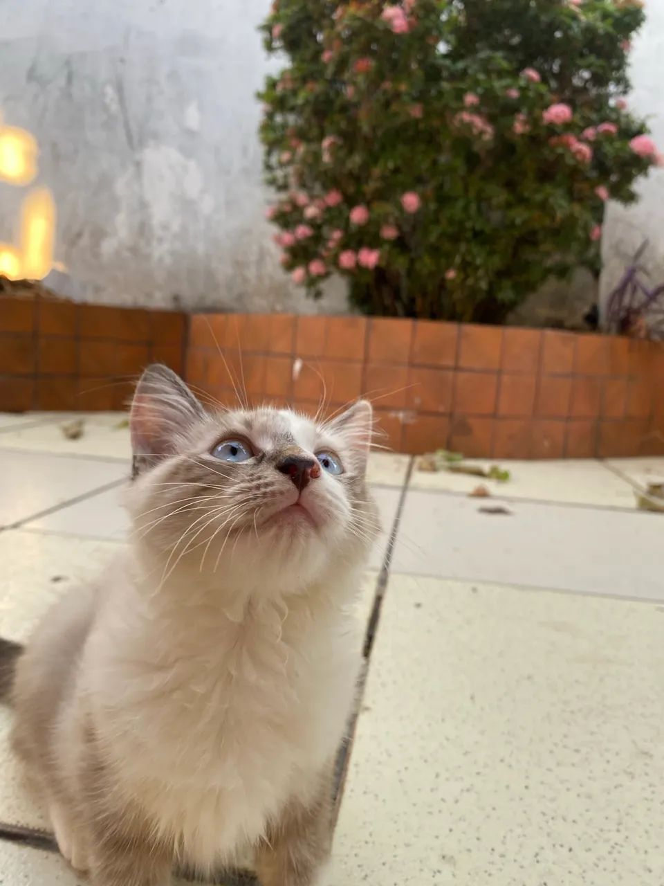 Doação de gatinhas 