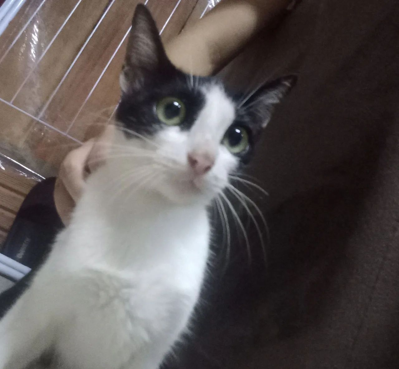 Gatinho para doação 