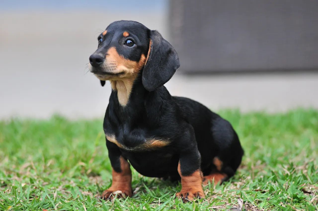 Lindos filhotes de Dachshund  - Foto 2