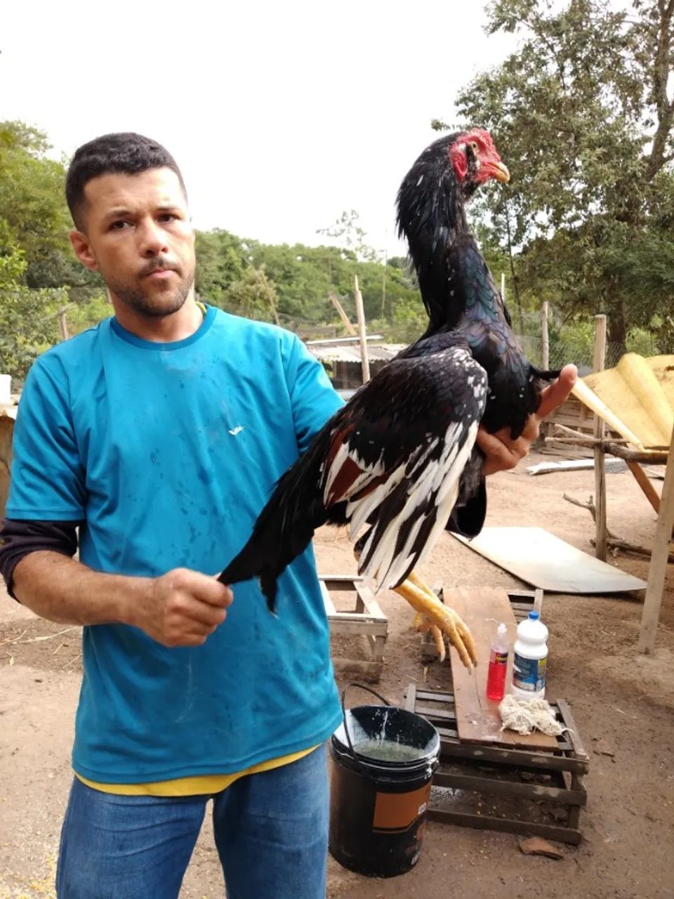 Galo Indio  - Foto 4
