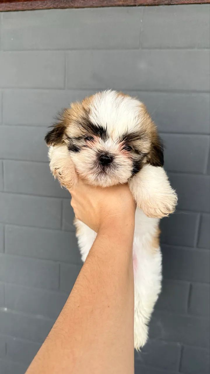 Cachorro  - Foto 4