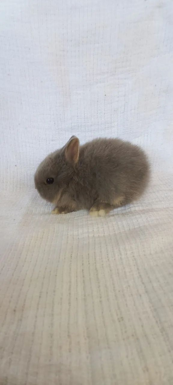 Netherland Dwarf  - Foto 5