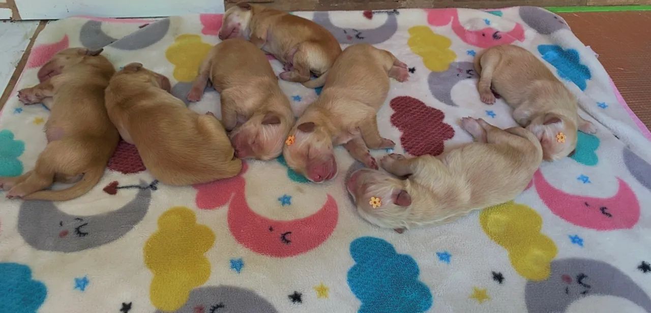 Golden Retriever  - Foto 4