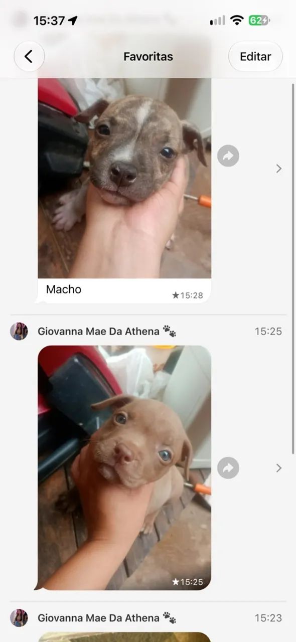 Cachorros  - Foto 2