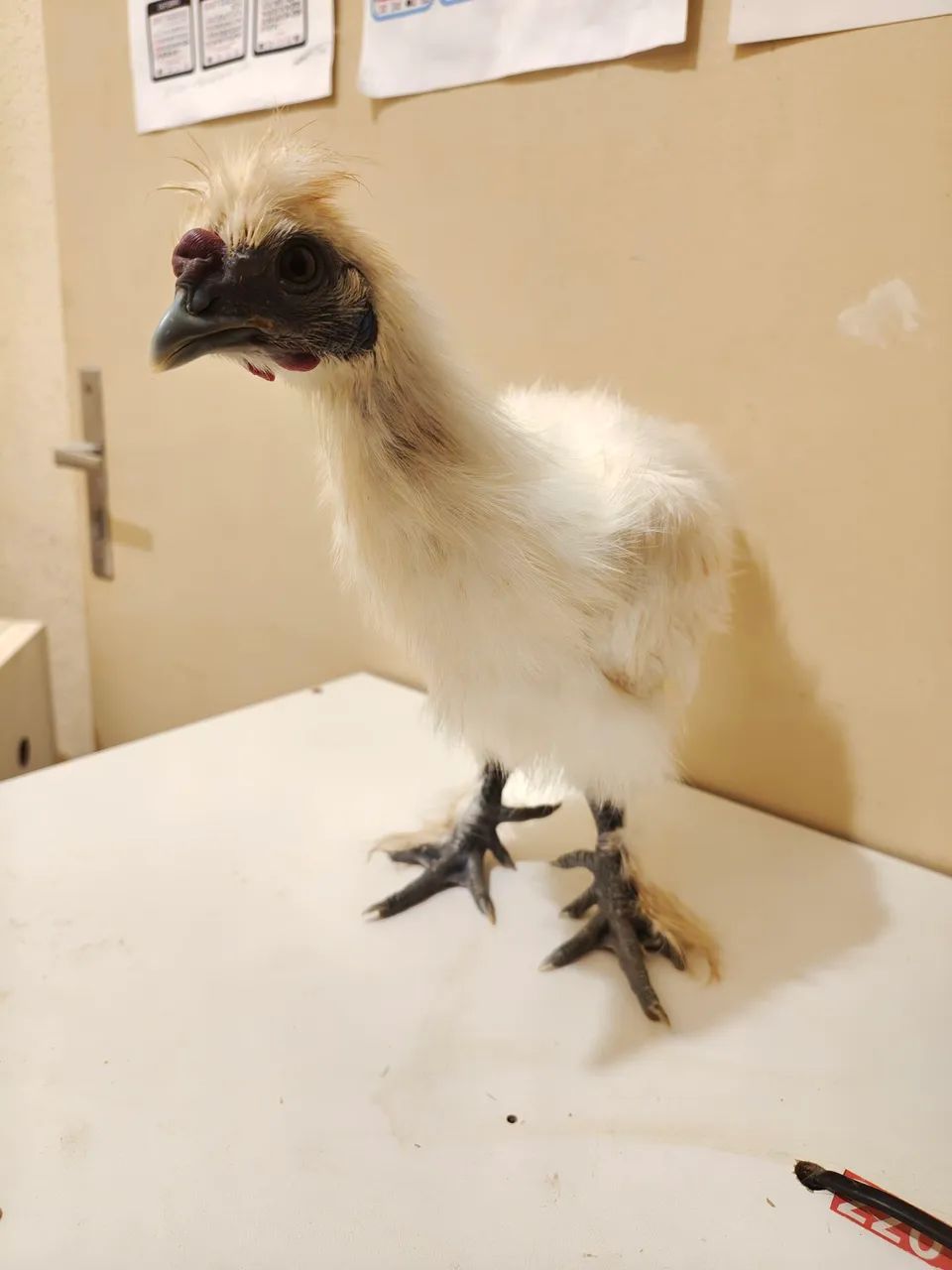 Galode Sedosa reprodutor jovem branco  - Foto 3
