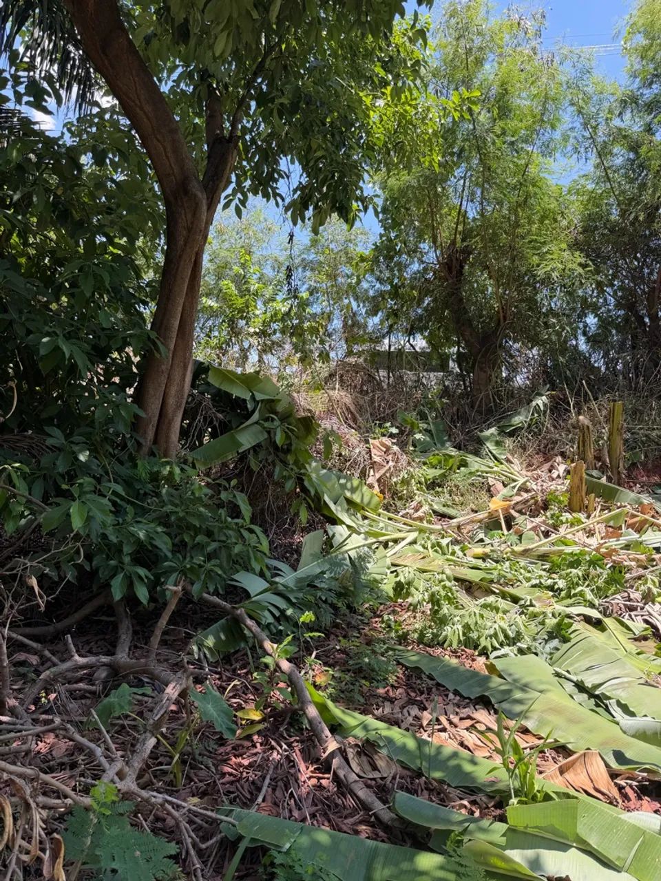 Área Comercial (1.5km de Campinas) - Foto 4
