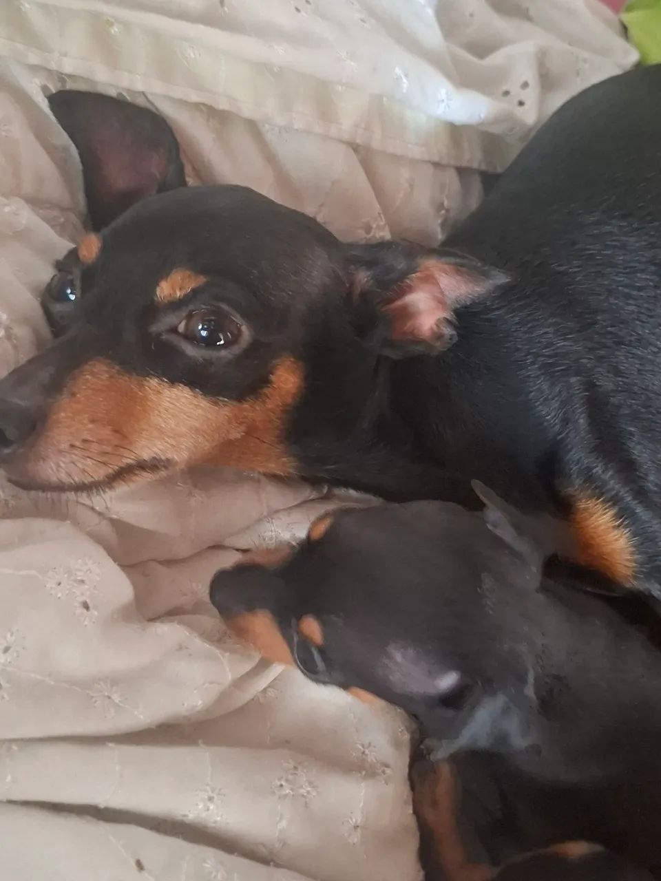 Pinscher 1 com pedigree - Foto 5