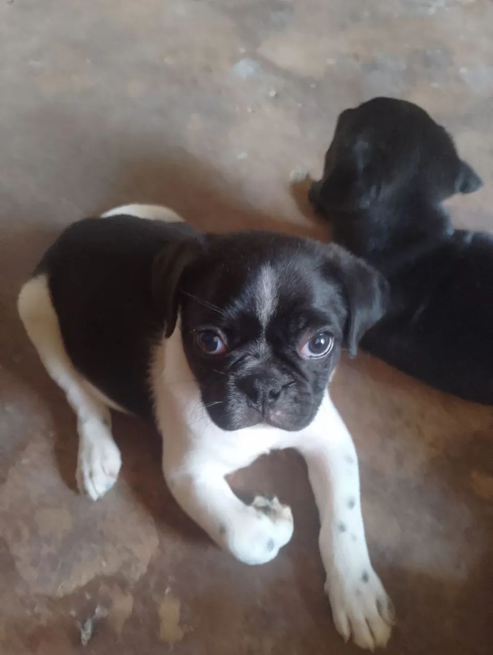 Vendo filhote de Pug  - Foto 2