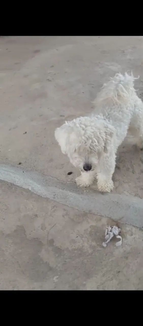 Poodle 