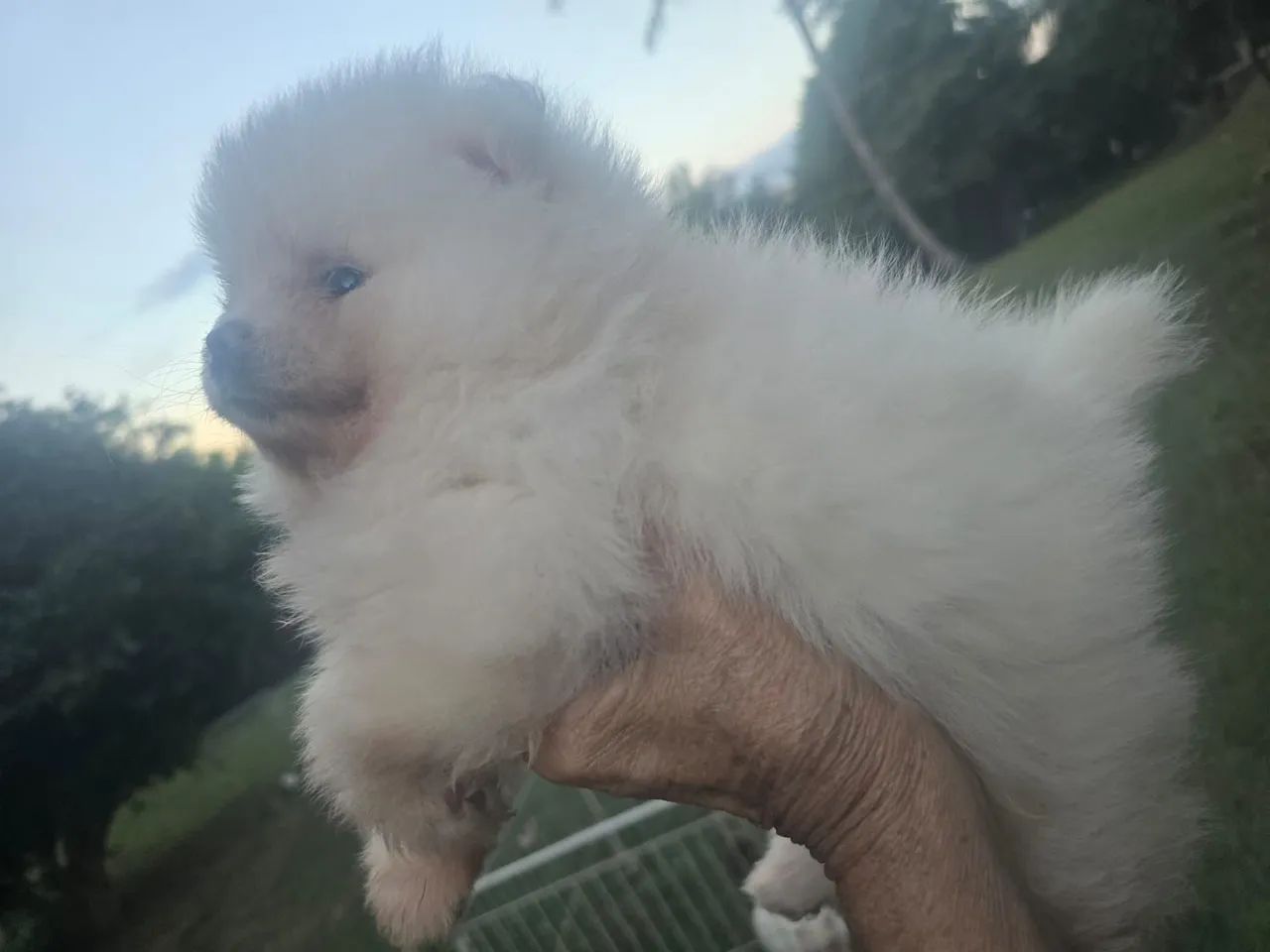 Spitz Branca  - Foto 2