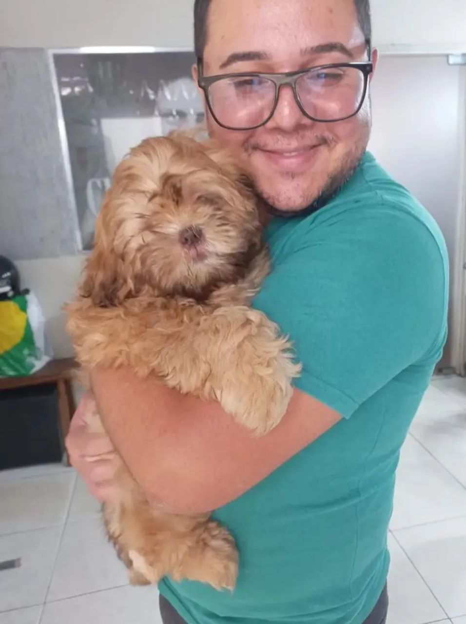 Shihtzu 