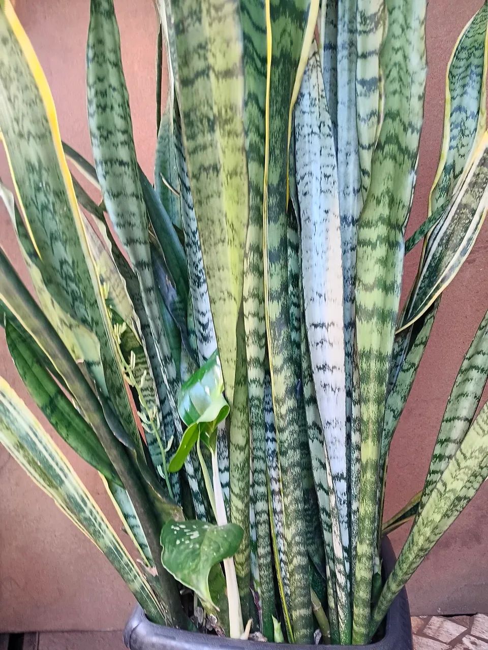 Plantas e jardim  - Foto 5