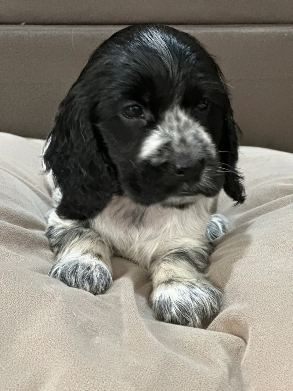 Cocker - Foto 3