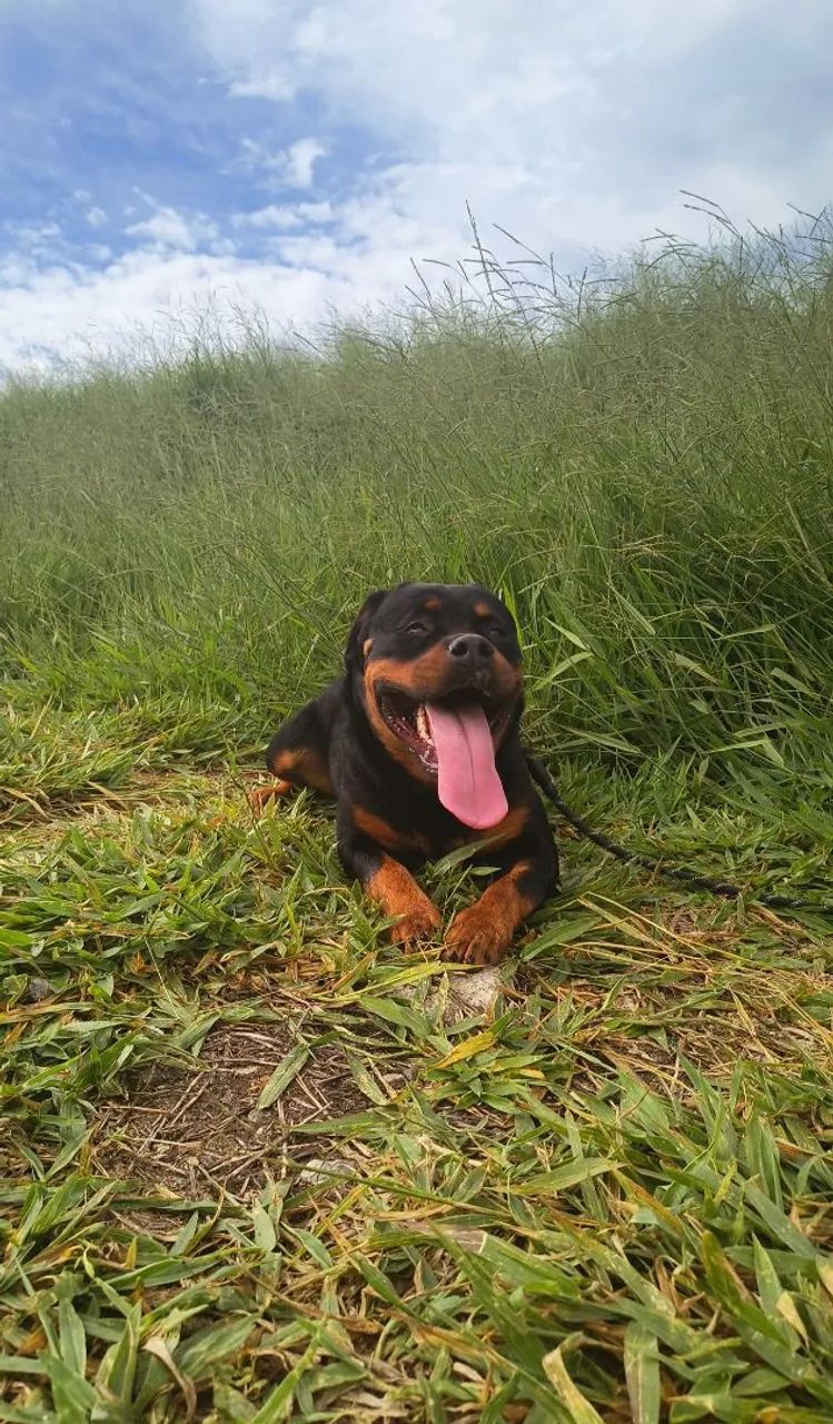 Rottweiler  - Foto 2