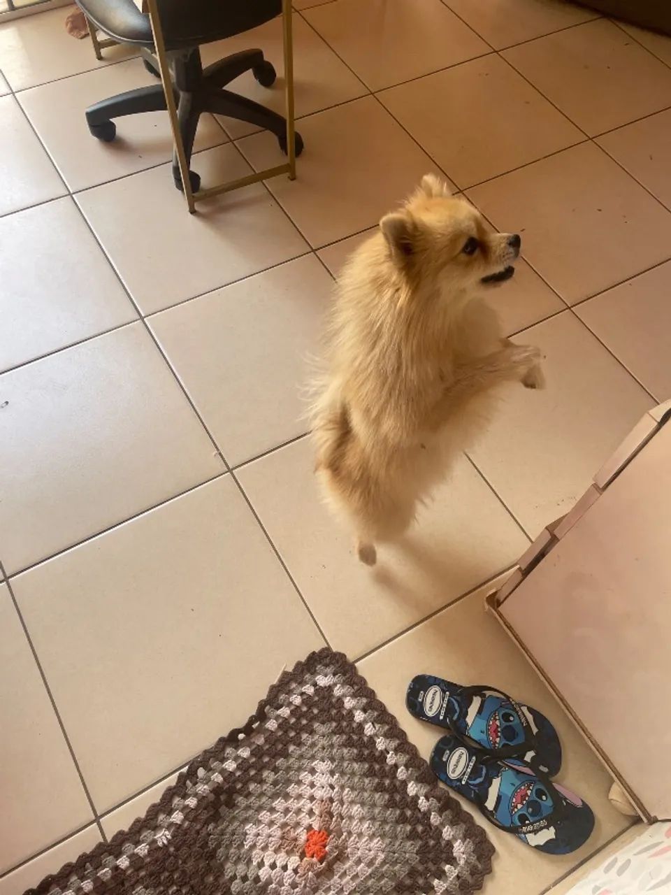  Cachorrinho  - Foto 2
