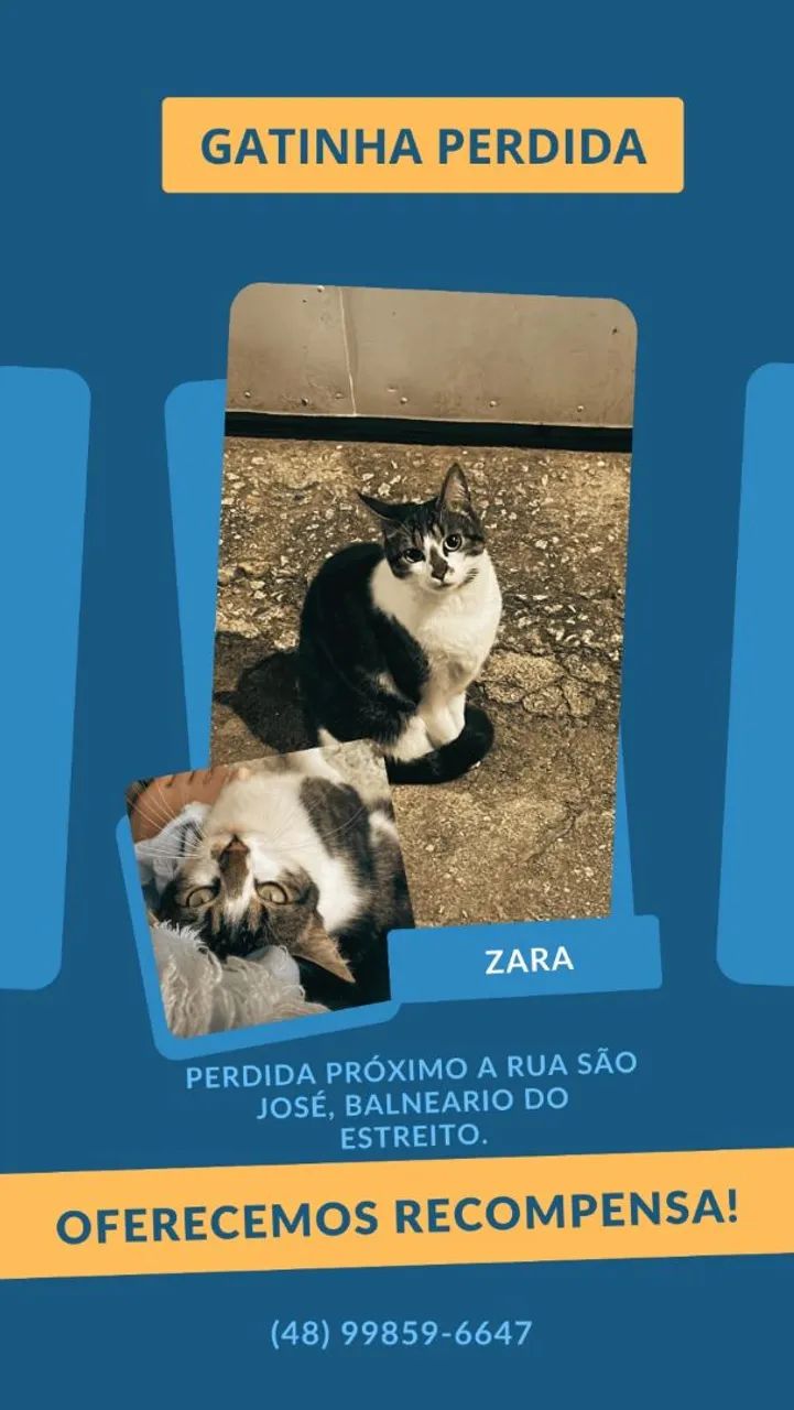 GATINHA PERDIDA
