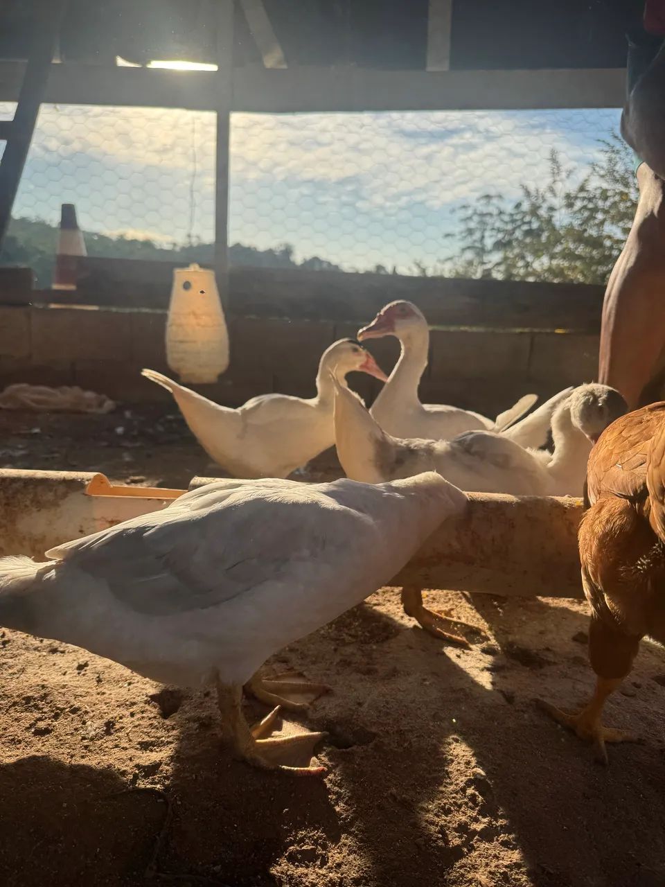 Patos - Foto 2