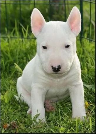 Bull Terrier Inglês A vida com rabo balançando