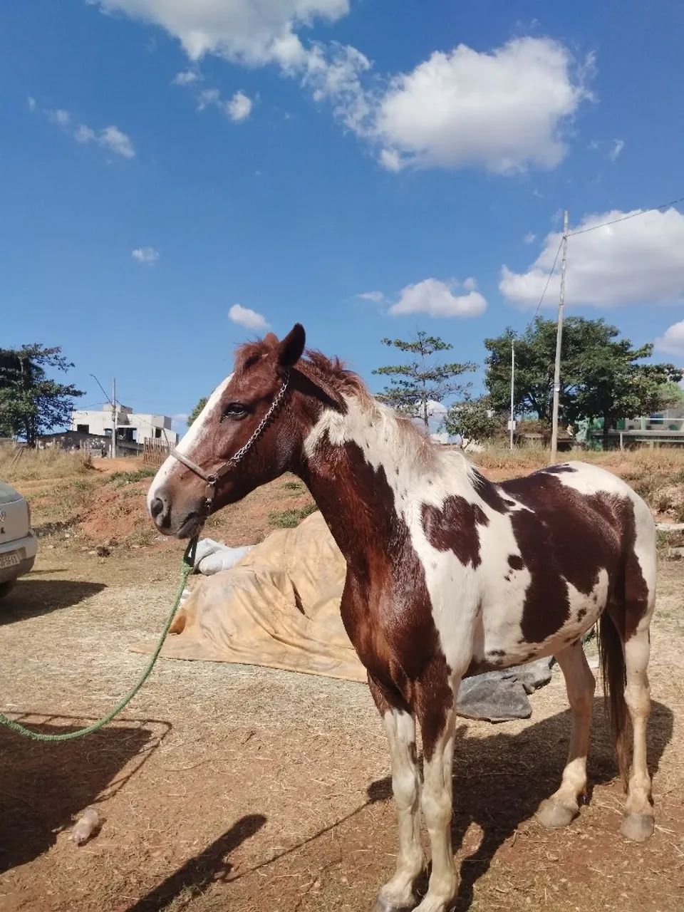 Cavalo - Foto 3