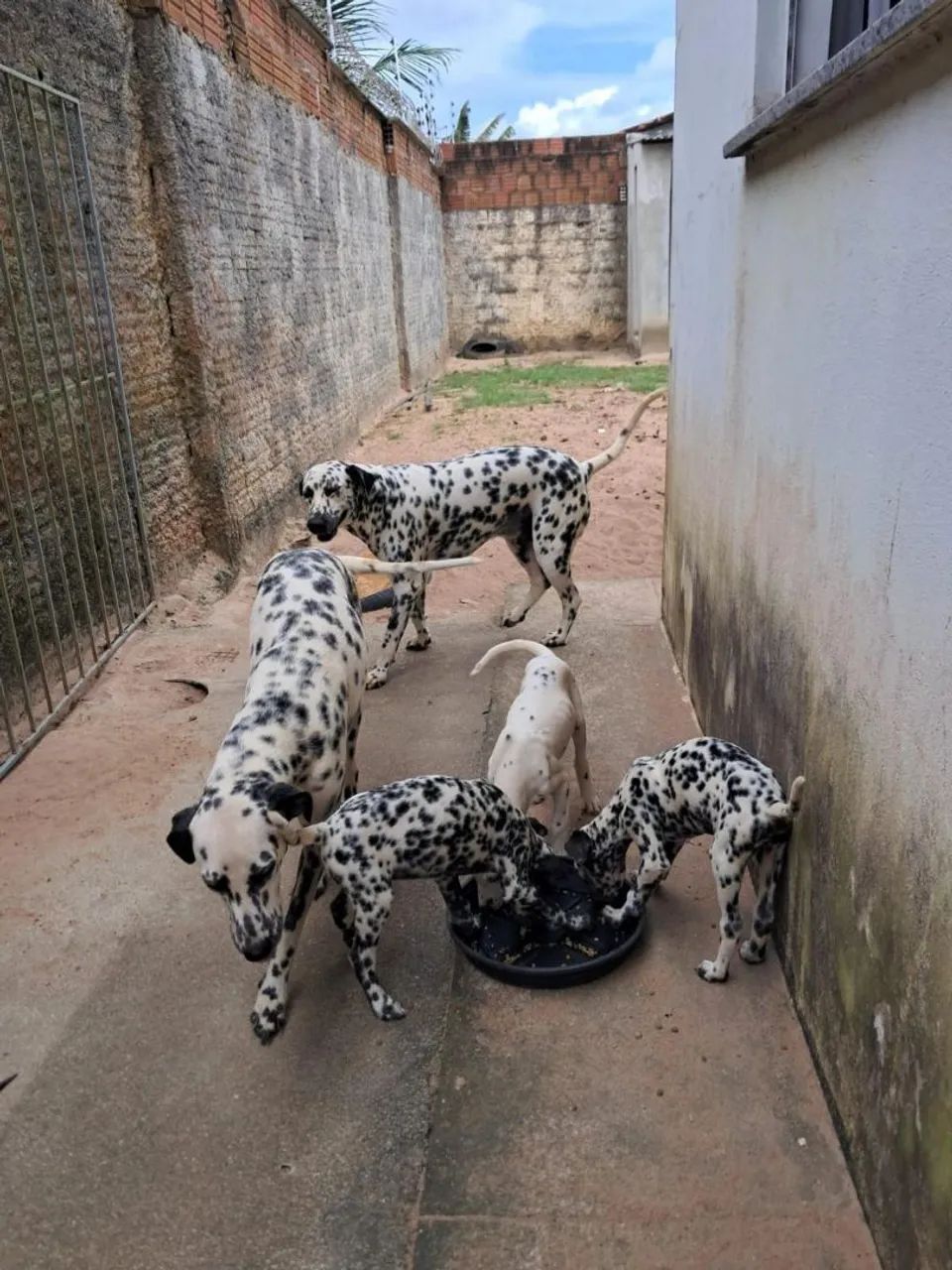 FILHOTES DE DÁLMATAS  - Foto 2