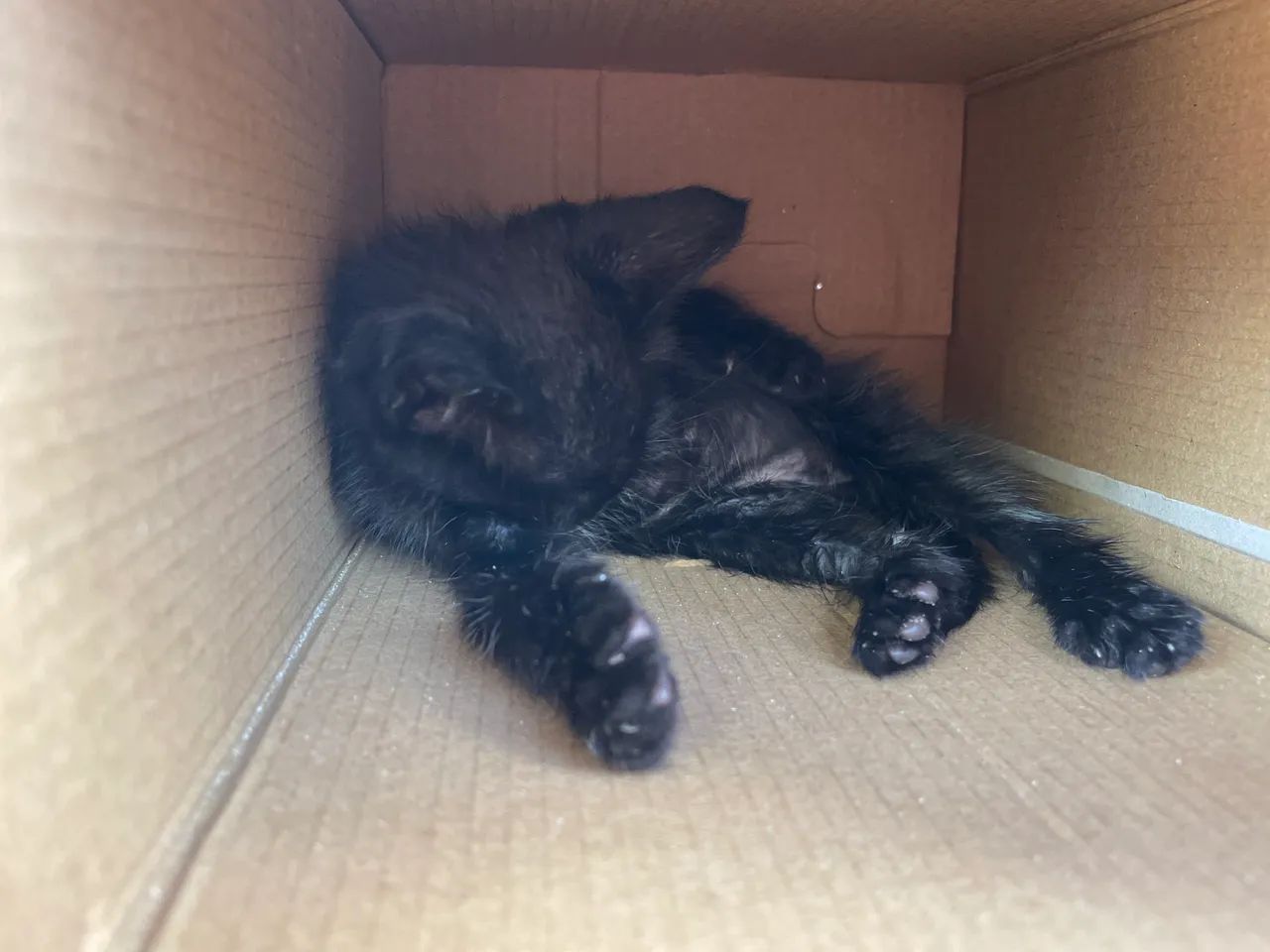 Gato - Foto 2