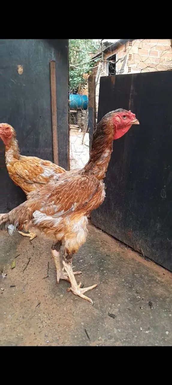 Vendo ou troco índio gigante  - Foto 2