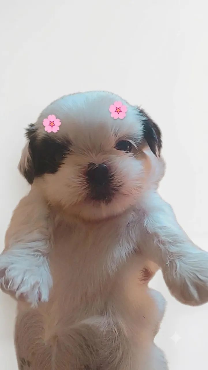 SHIHTZU FÊMEA 1200