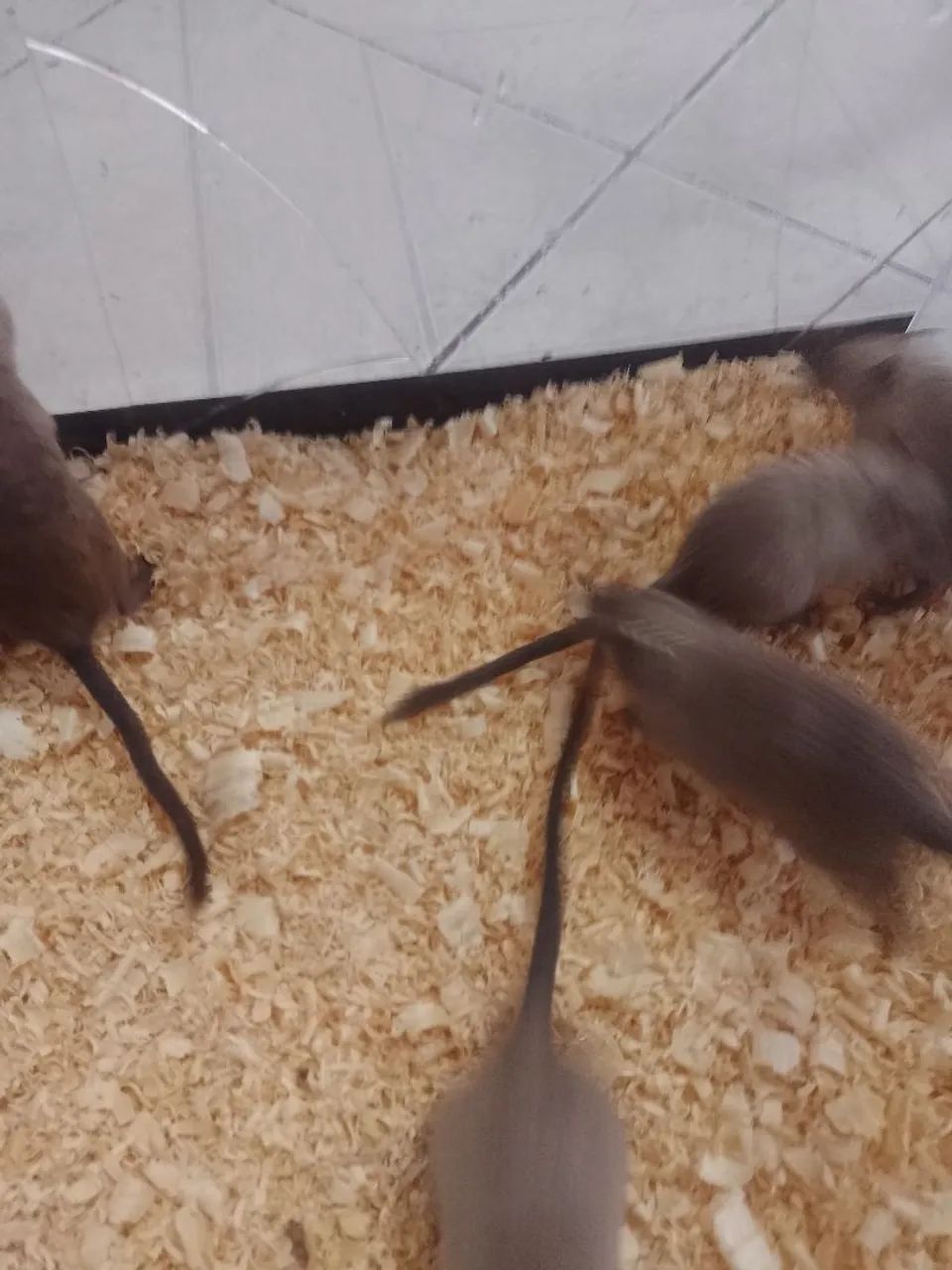 Gerbil ( estilo da mongólia ?  - Foto 2