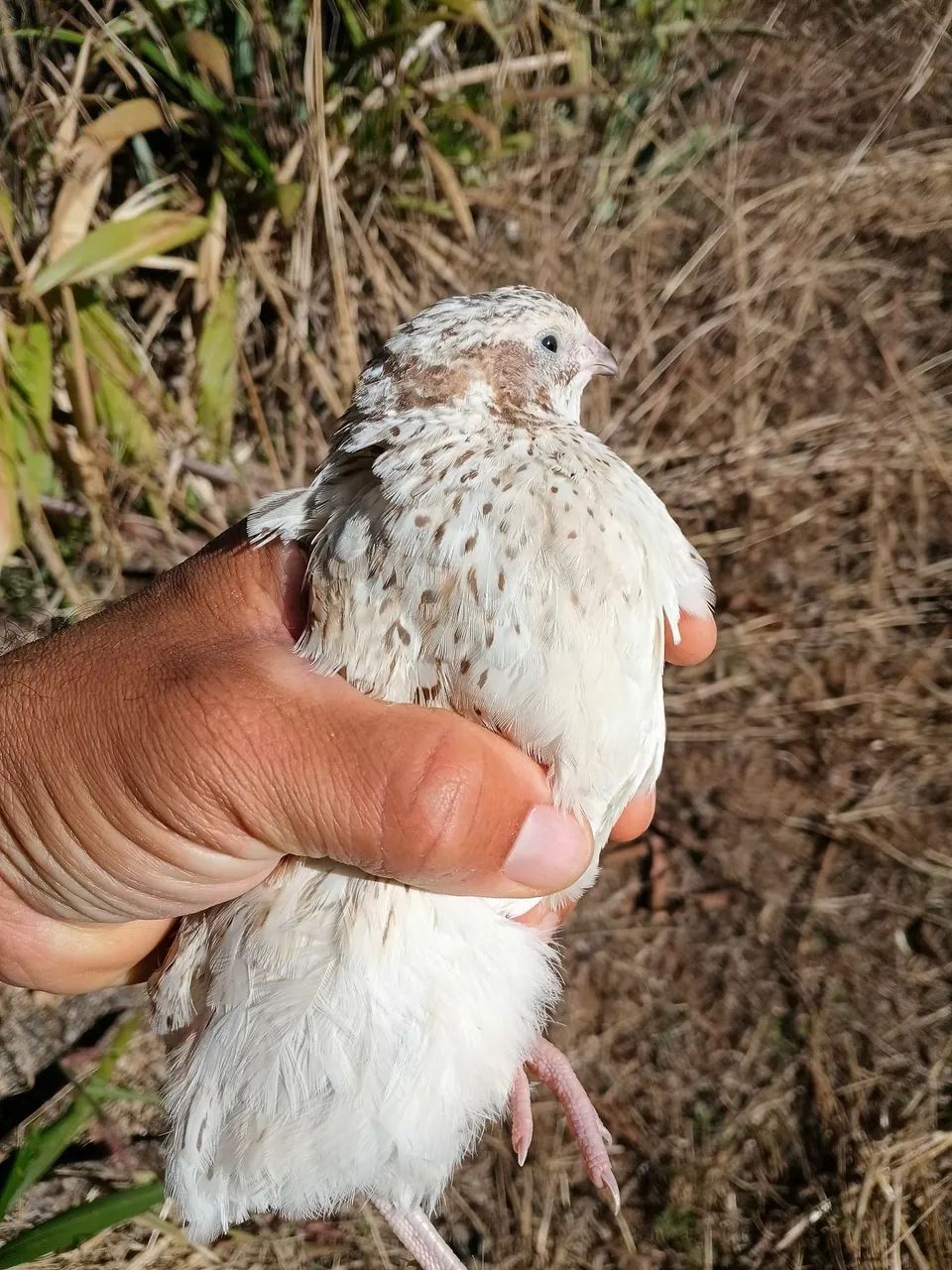 Vendo lindas codornas gigantes 15 reais a unidade , já em postura , são novas. - Foto 6