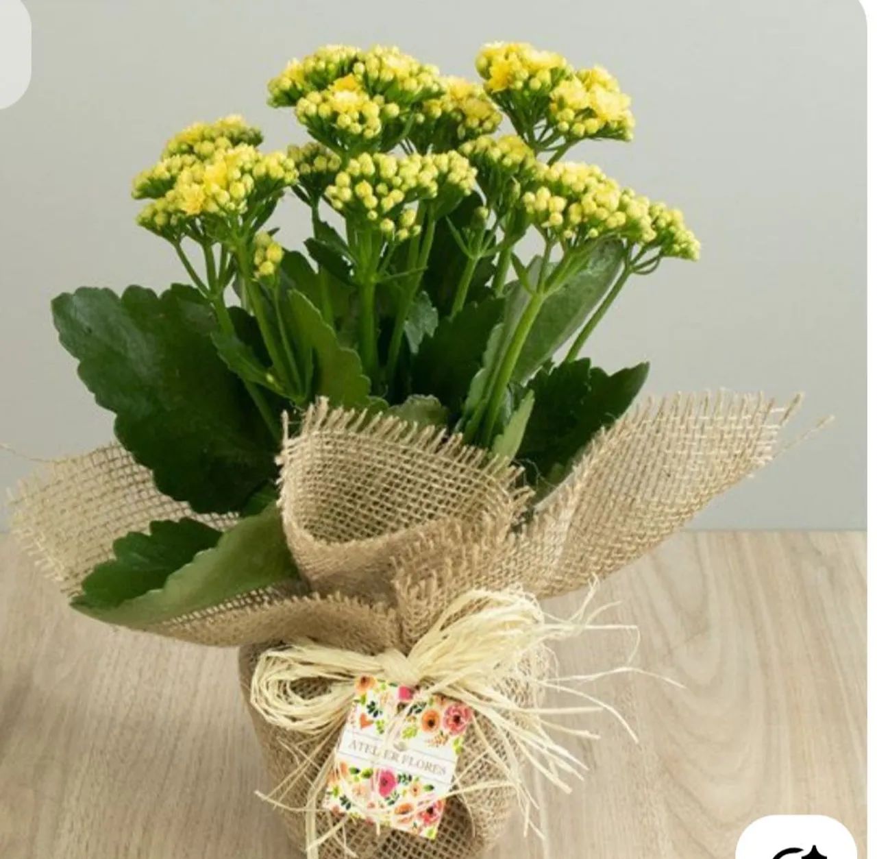 PLANTA DECORAÇÃO E FESTA - Foto 2
