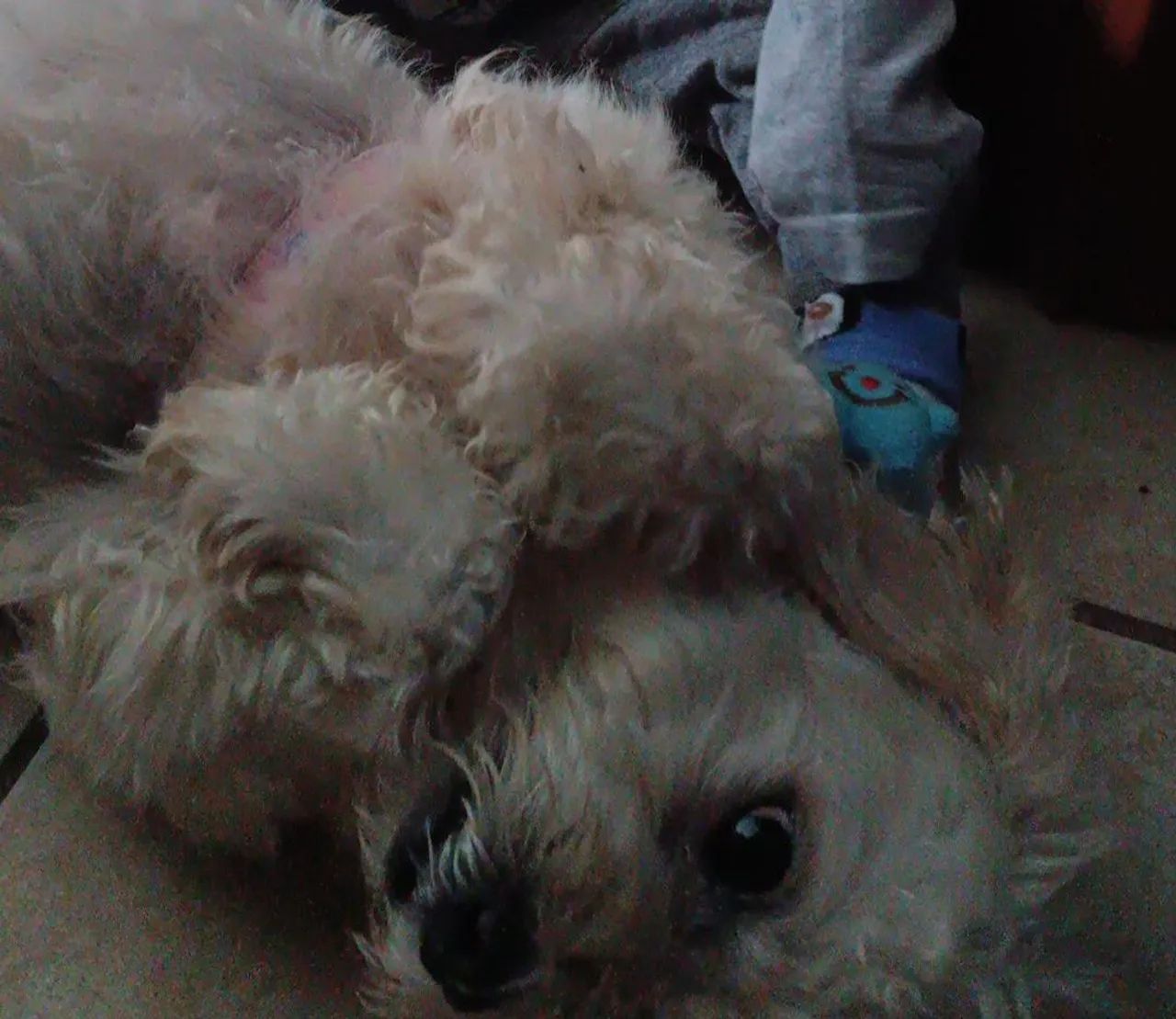 Doação Lhasa com poodle 