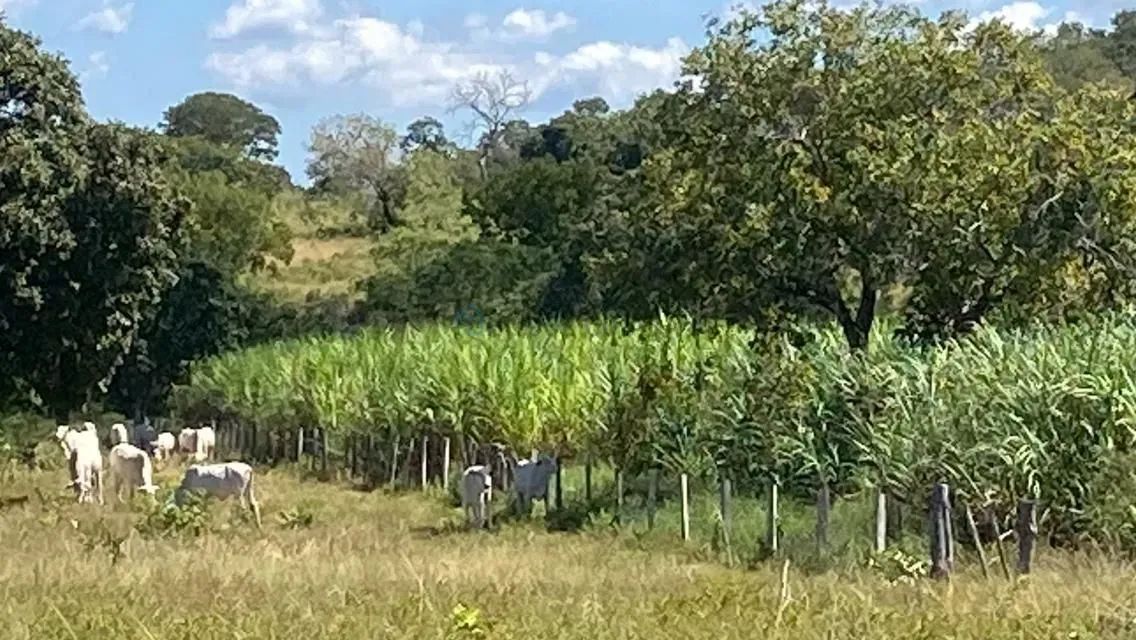 FAZENDA À VENDA  REGIÃO DE POCONÉ / MT - Foto 4
