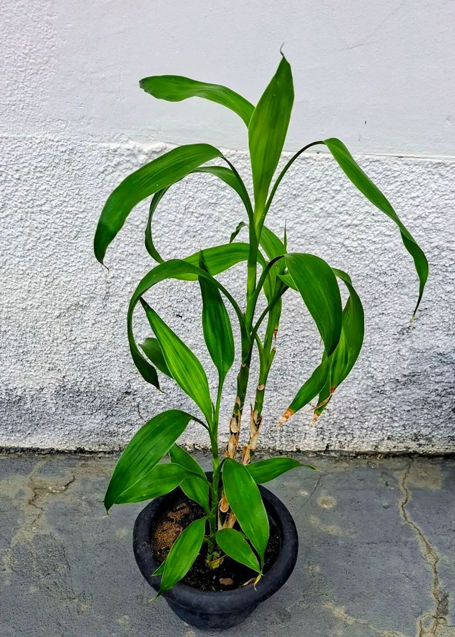 Vendo  - Foto 2