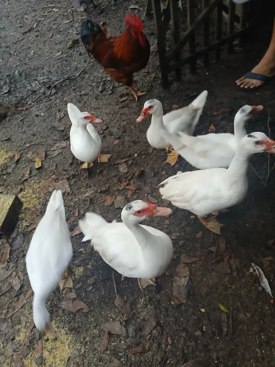 Galos e Patos  - Foto 4