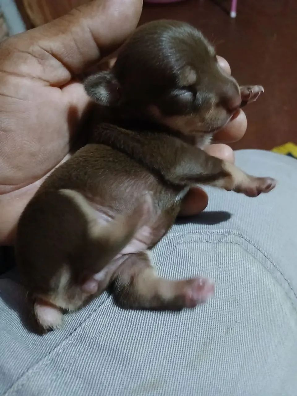 Cachorro de 1500 - Foto 4