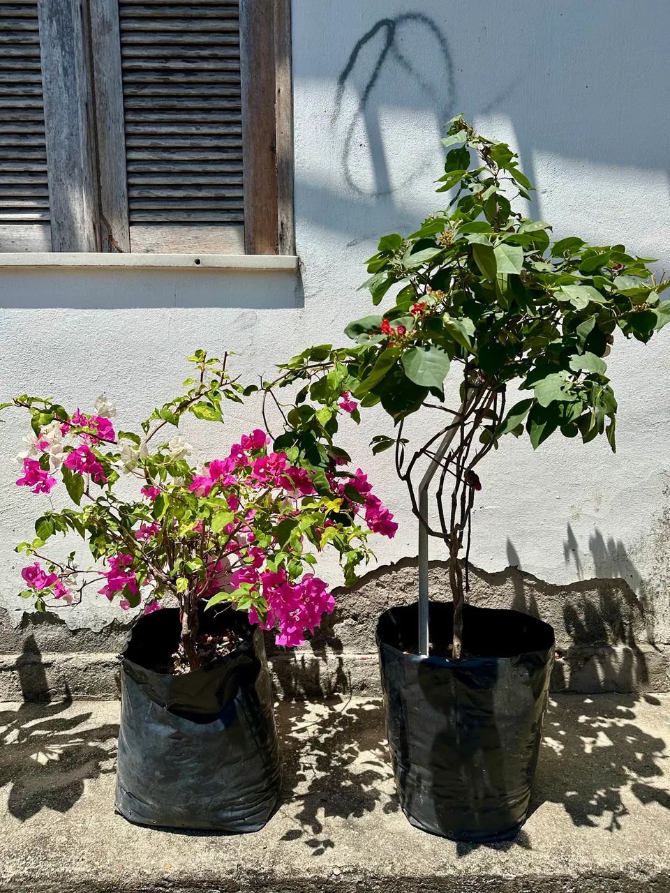 Mudas de Bougainvilles - Foto 2