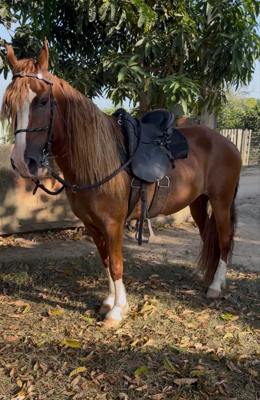 Cavalo Mangalarga marchador 