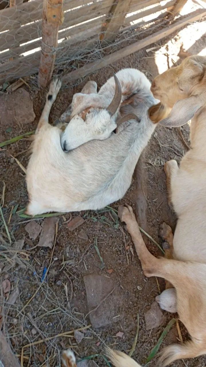 Cabritos e cabras - Foto 3
