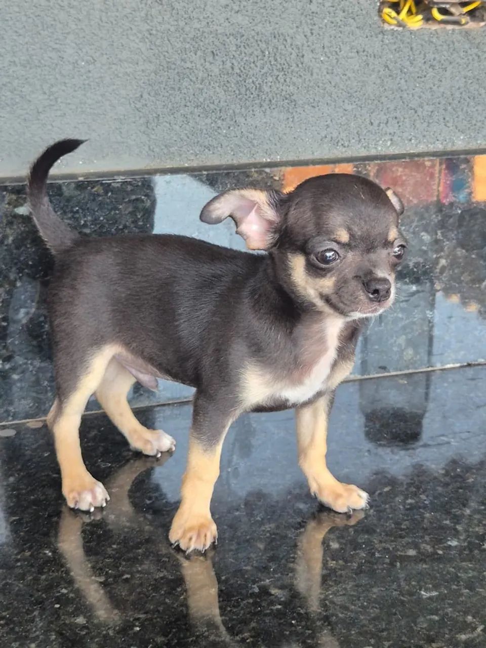 Chihuahua Macho 