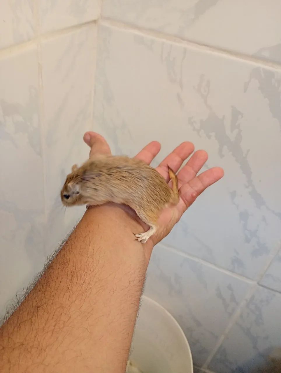 Vendo casal de gerbius 